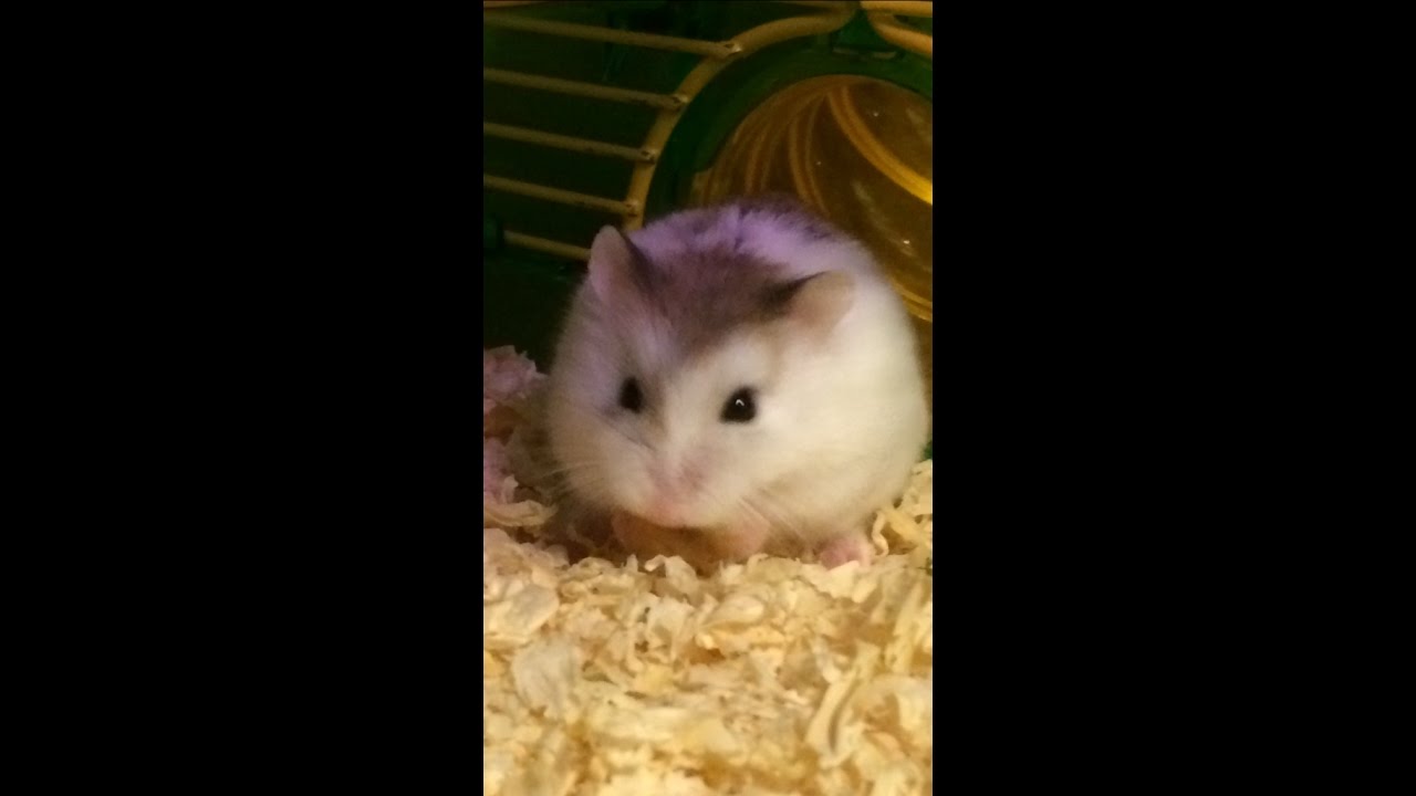 How To Hold Your Robo Hamster