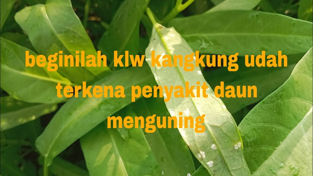 TERNYATA INI PENYAKITNYA YANG BIKIN DAUN KANGKUNG MENGUNING#Roni@Desa-07