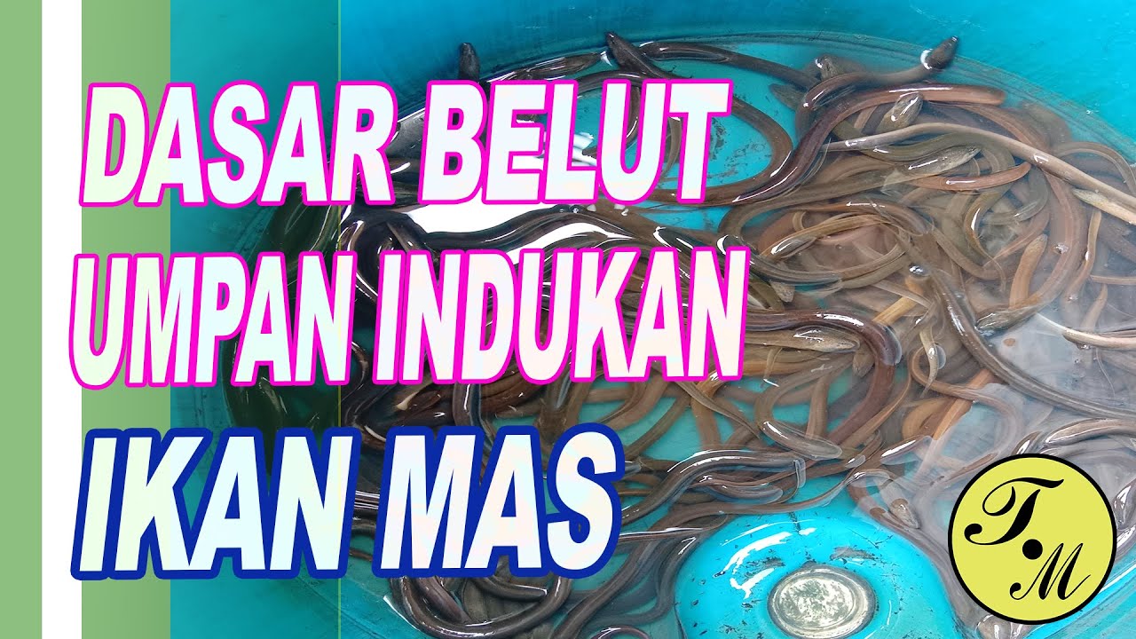 UMPAN INDUKAN IKAN MAS !! DASAR BELUT