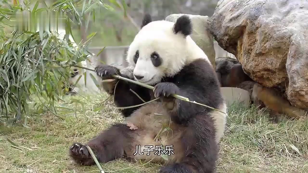 The name of the panda with high IQ is Shu Qing part 1 36