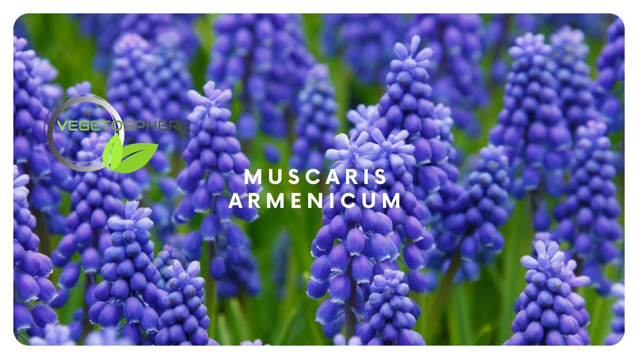 Muscari, un bulbe de coloniser et d'égayer un endroit dégarni. #bulbes #vegetosphere #muscari