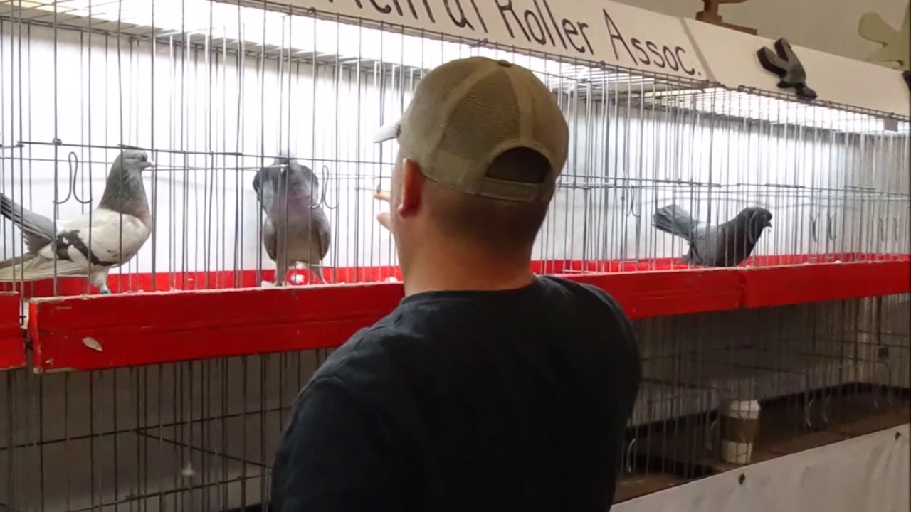 Pageant of Pigeons Ontario , CA 2016 Oriental rollers