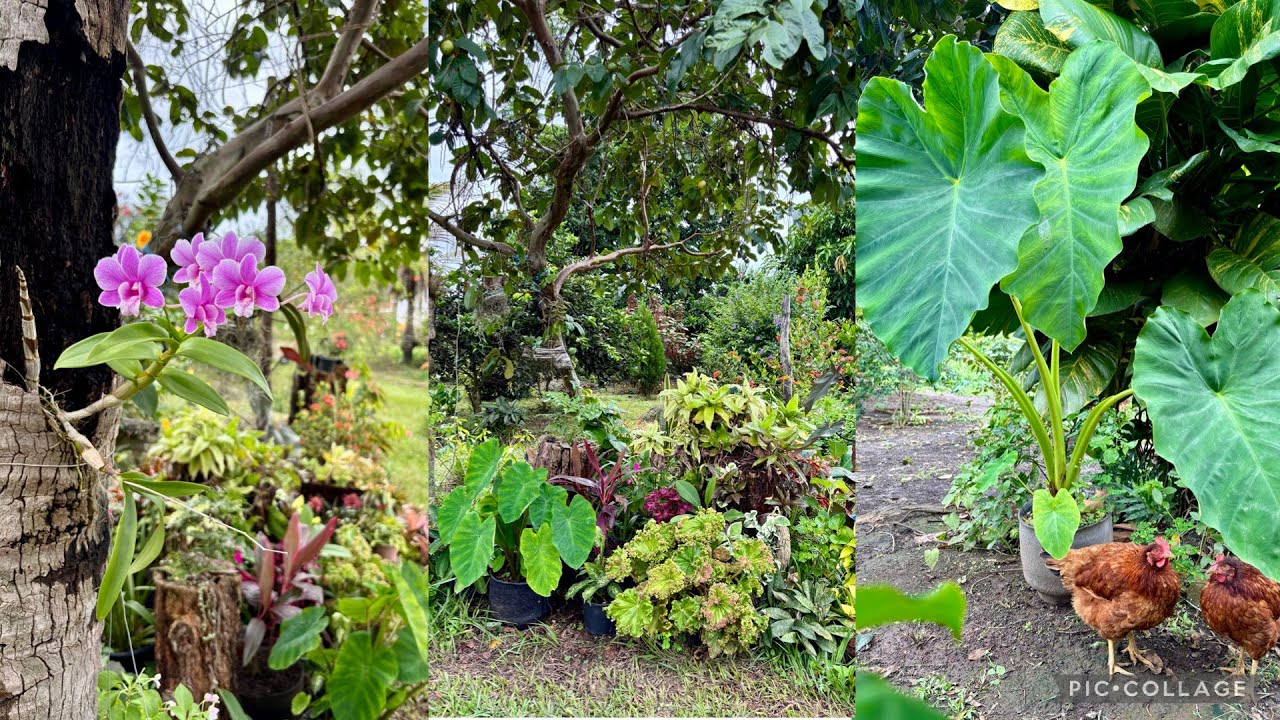Meu jardim virou um paraíso depois da chuva 😍