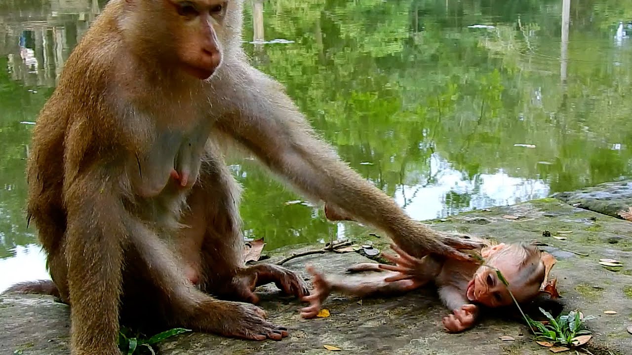 No milk! No milk! No milk! Pitiful baby monkey was rejected milk many times by real mother