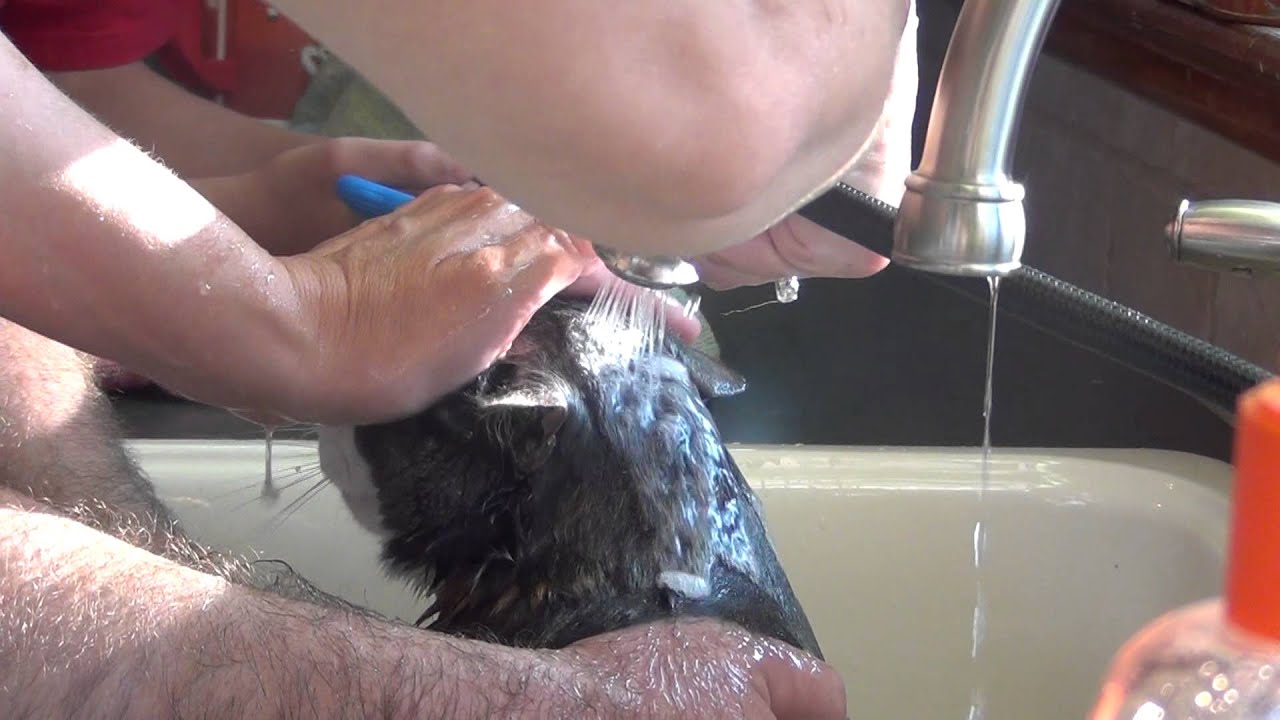 Cat Screaming Ow During Bath