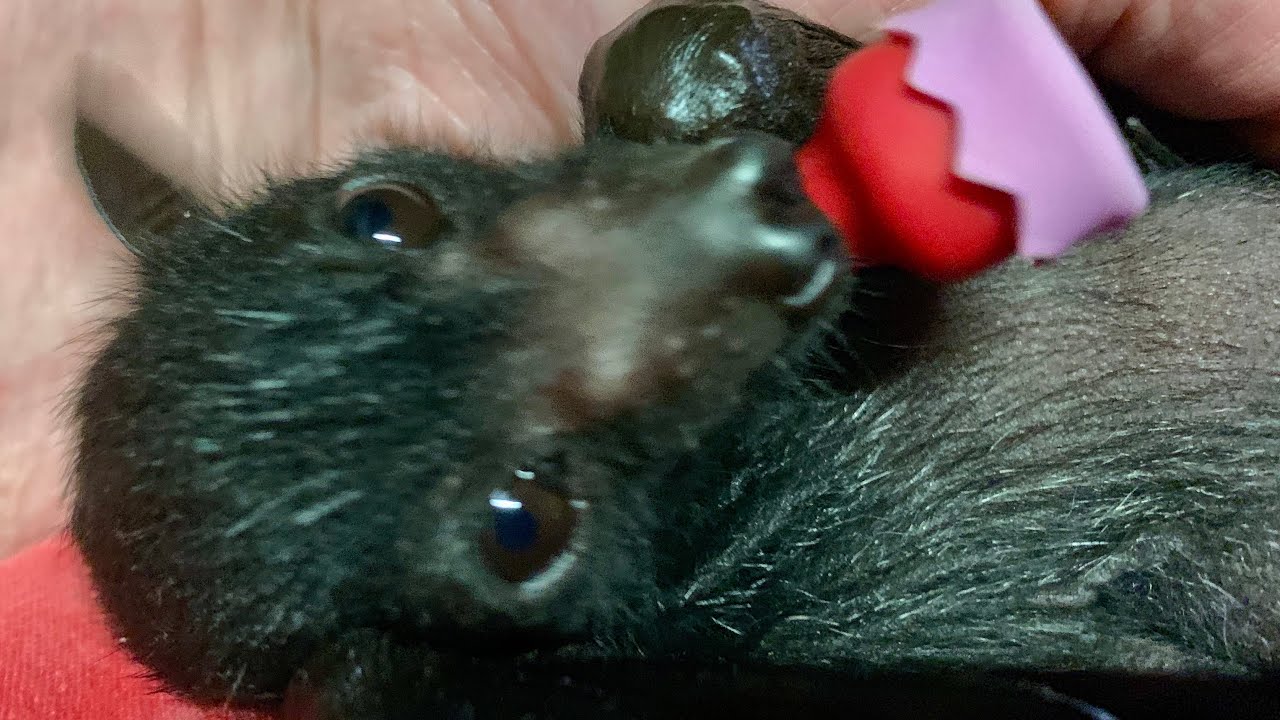 Baby flying-fox in care:  this is Batzilla's little one, Jason