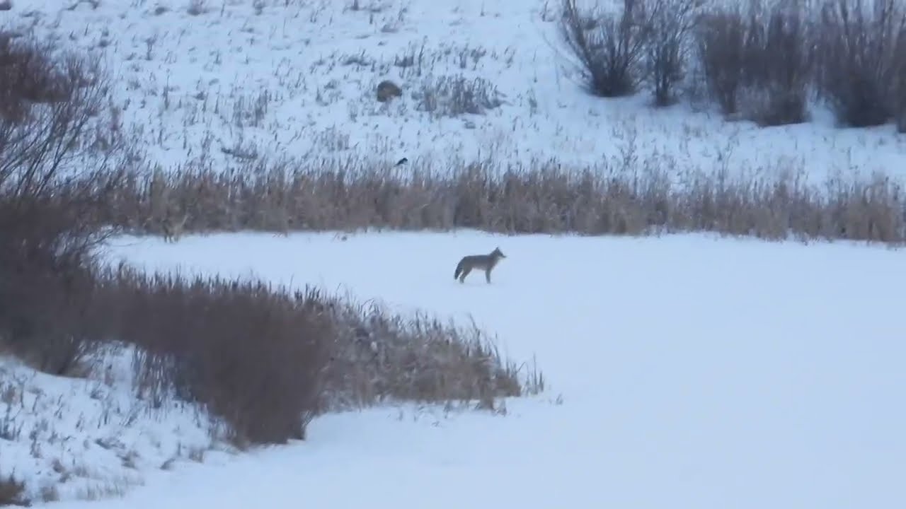 Morning Playtime During the First Snow | Baby Coyote Siblings at Play ❄️ (2025 December 13)