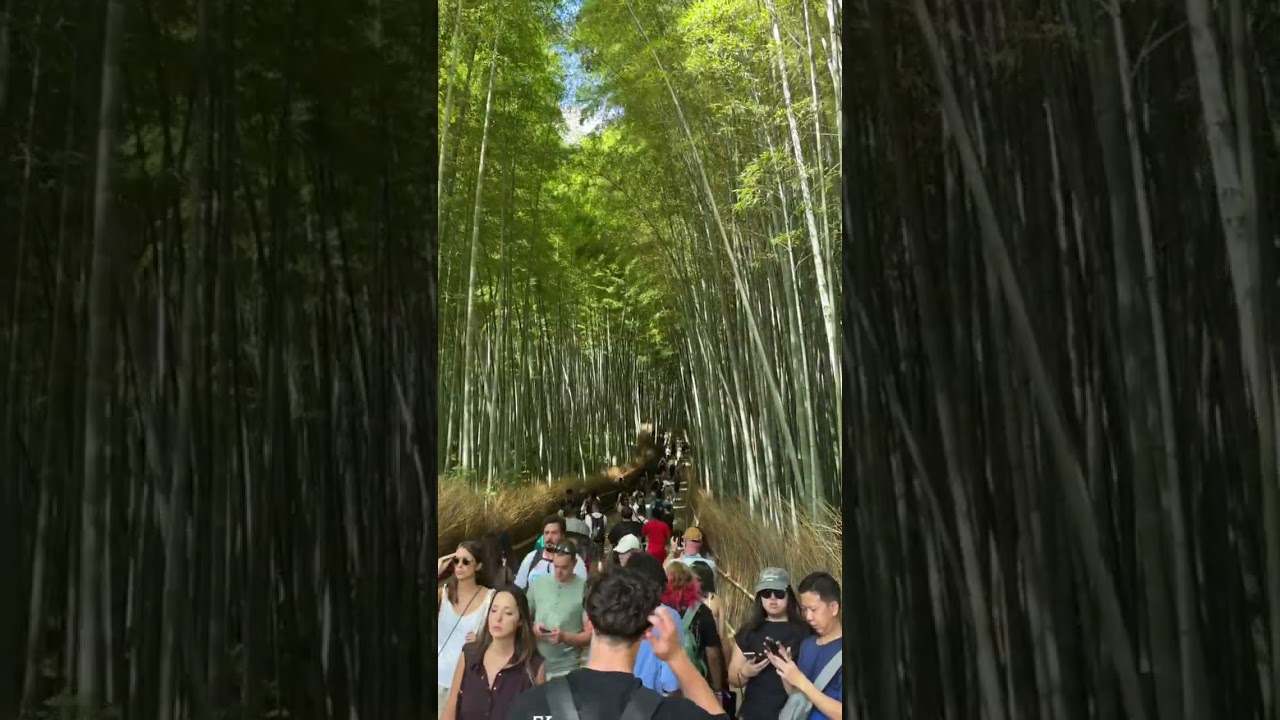 DON&rsquo;T Make This Mistake at Japan&rsquo;s Bamboo Forest #shorts