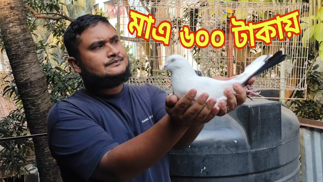 ইন্ডিয়ান কালদম কবুতর কোথায় পাবেন? 
