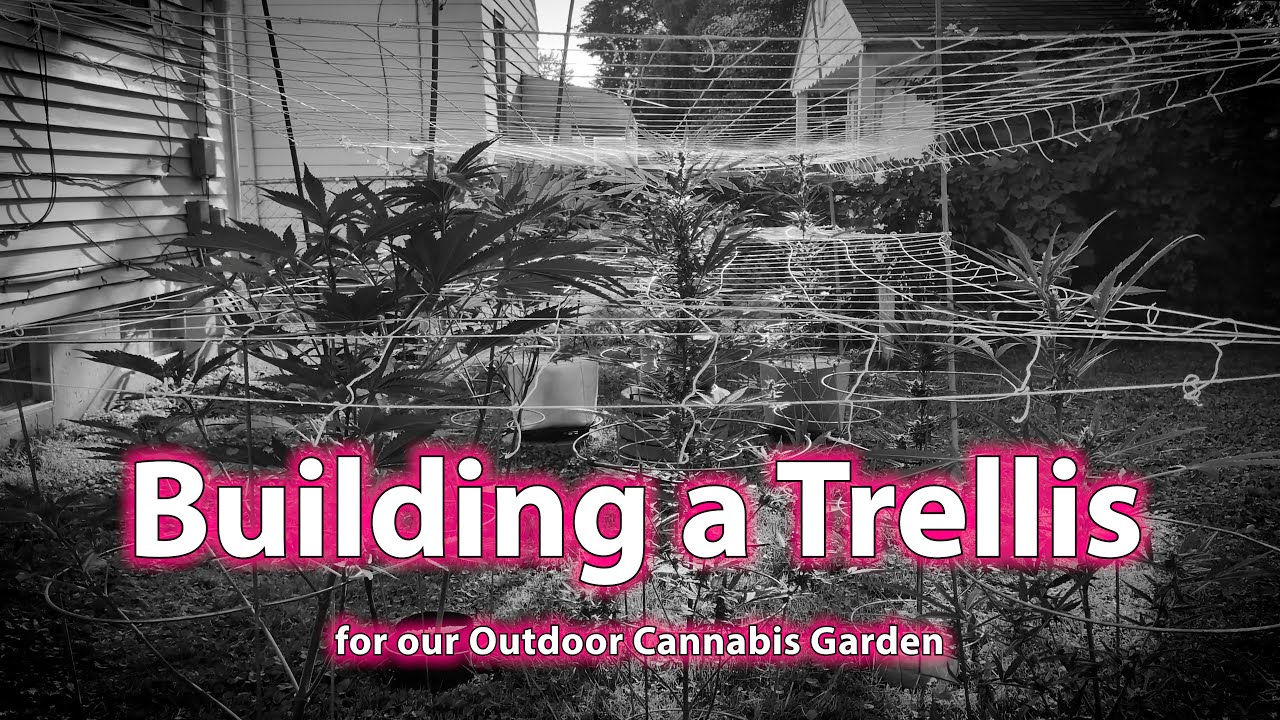 Grow With Dread - Building a Trellis for our Outdoor Cannabis Garden - Day 45 - GMO Cookies