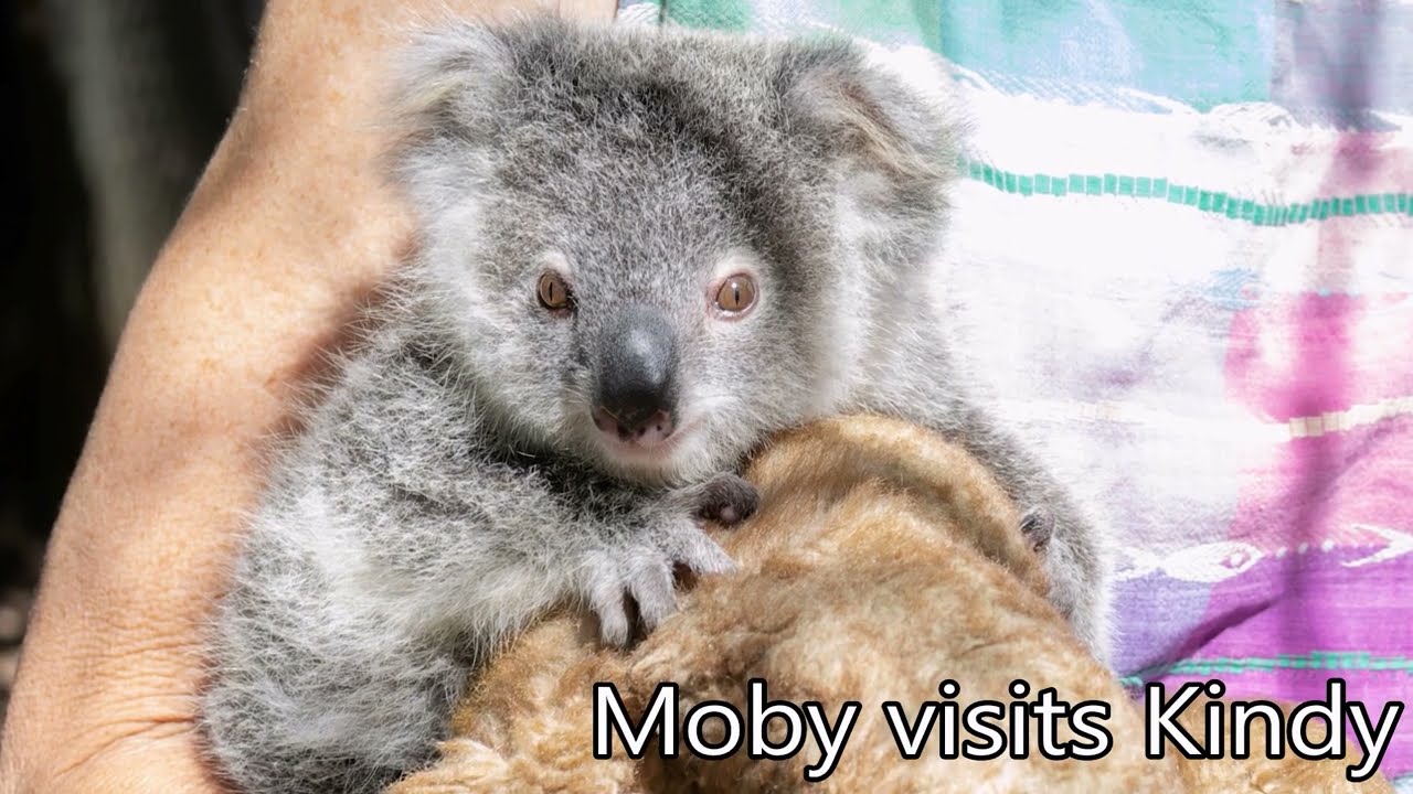 Moby visits Kindy