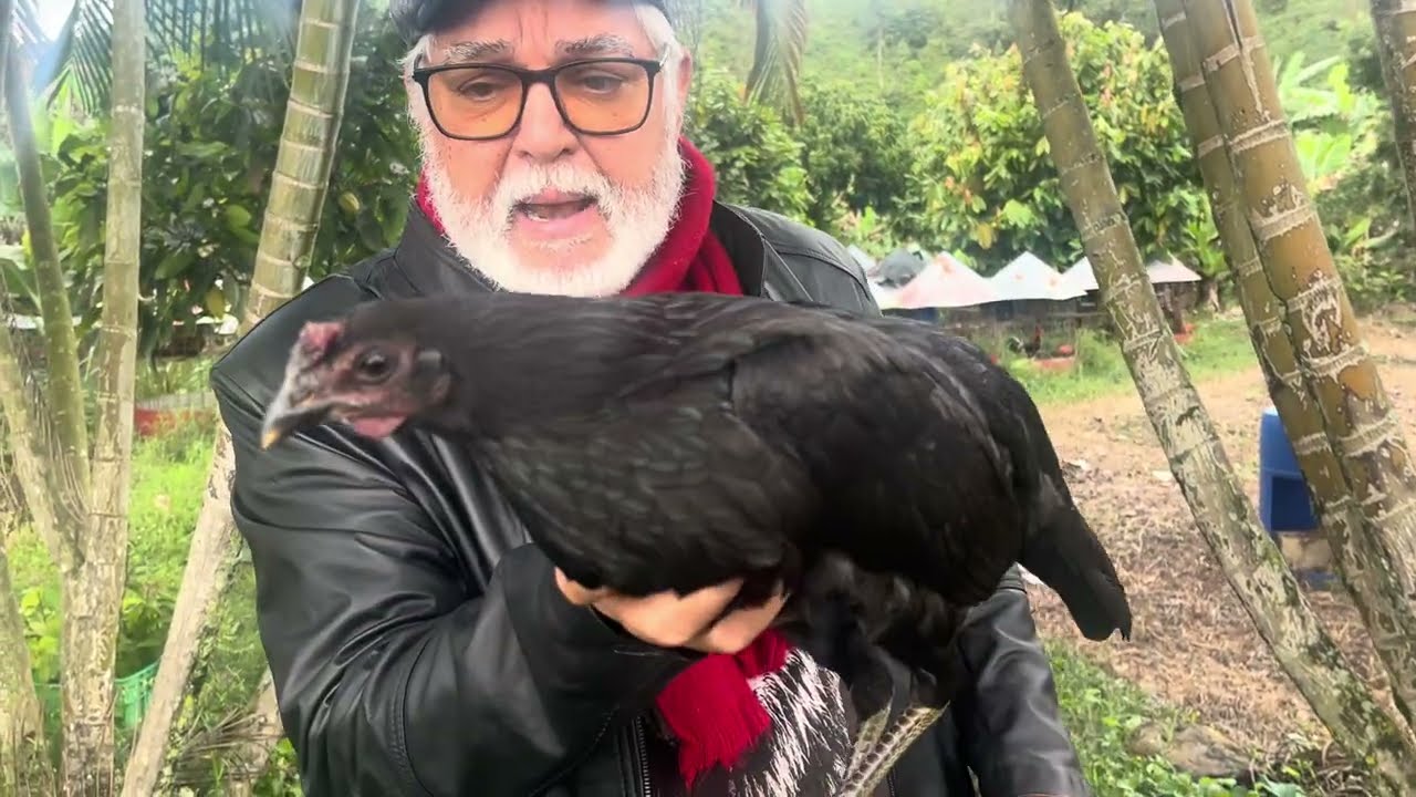 GALLINOS casta peta   Patas verde oliva 🫒. Un trabajo de varios años. 