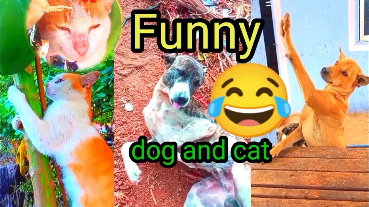 Funny 😂cat and dog videos