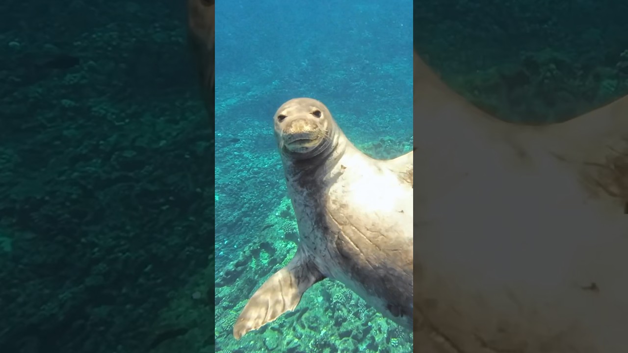 Fun encounter with a curious seal yesterday. #wildlife #wildanimals #nature #ocean #hawaii #sealife