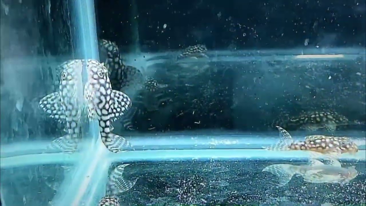 Hypancistrus L136C breeding, DiscusArt.com
