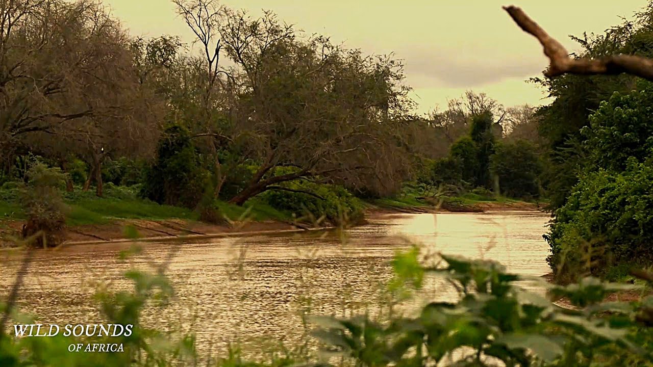 Levubu River Sounds &ndash; Kruger National Park &ndash; Relaxing Nature Sounds