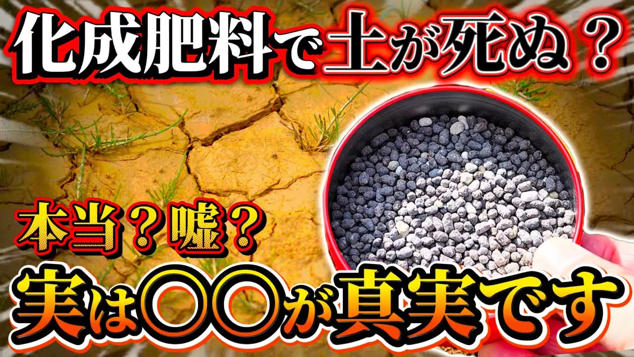 【化成肥料で土が死ぬ？】本当か嘘か！真実は〇〇です。何故死ぬと言われているのかについてお話します