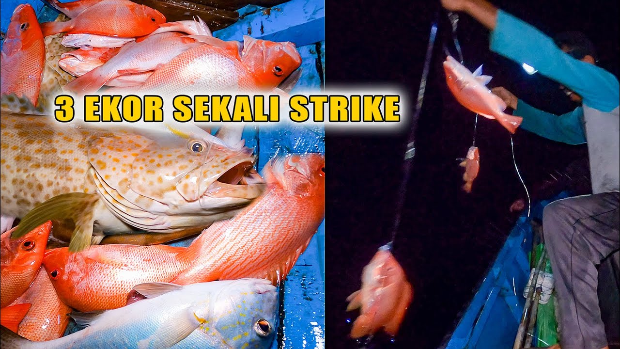 Sekali Tarik 3 Ekor Mancing ikan kakap merah