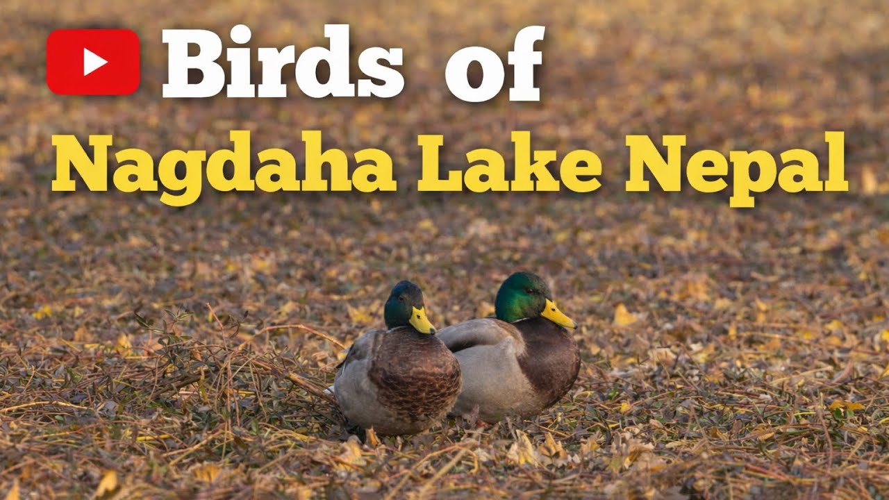 Nagdaha Bird Sanctuary