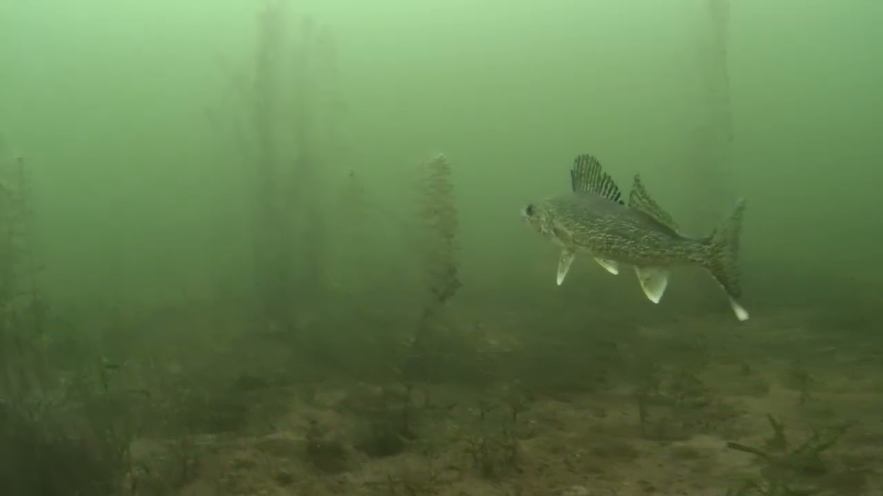 Walleye Underwater Drone - Ice Fishing MN Lakes