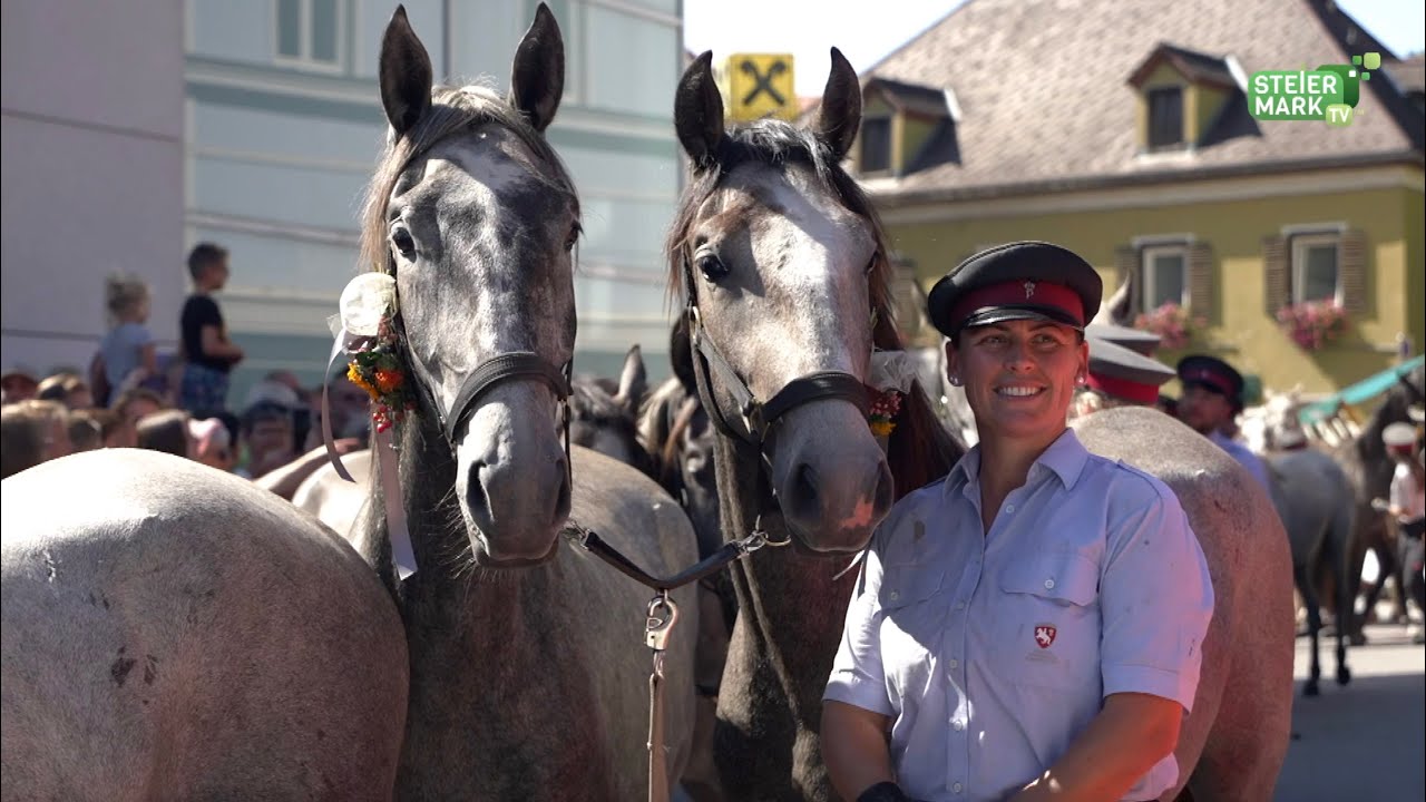 Edles Ross - beim Almabtrieb der Lipizzaner in Piber