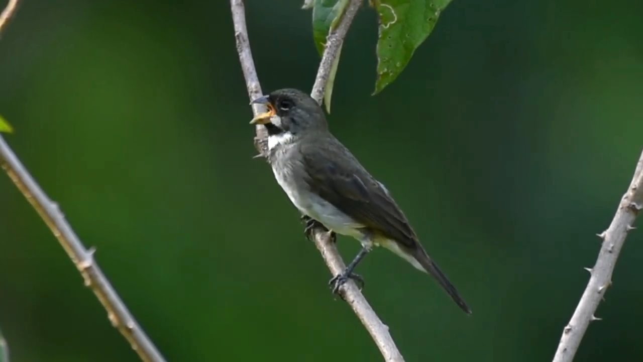 Coleiro cantando alto e limpo na natureza um canto grego para esquentar seus pássaros !!!