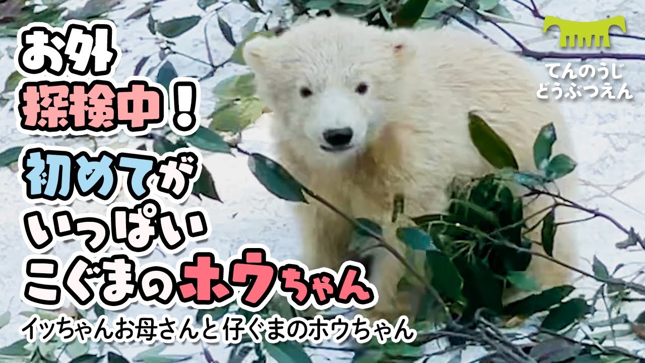 【天王寺動物園】タイヤにびっくり♪初めてがいっぱい お外探検中こぐまのホウちゃん[Tennouji Zoo]   Icchan and Hou-chan on their debut outing