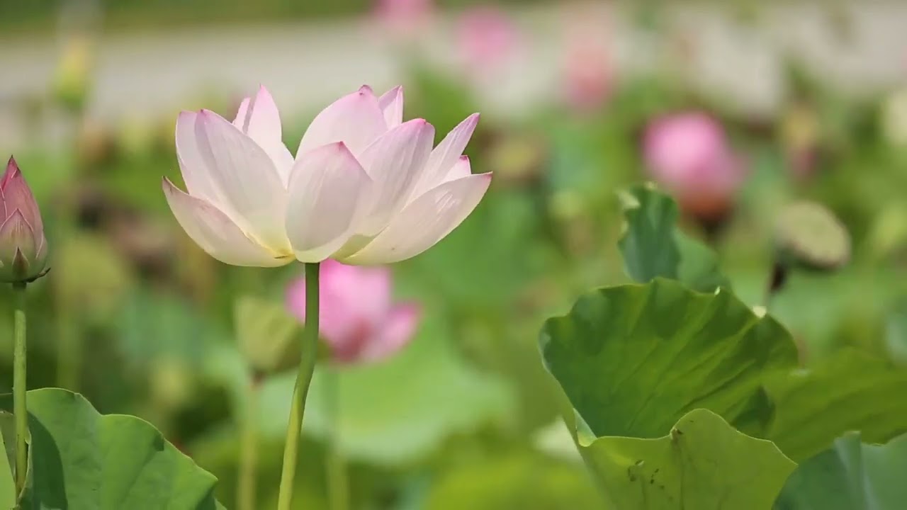 Soothing Nature Shots with Calming Music for Relaxation and Concentration
