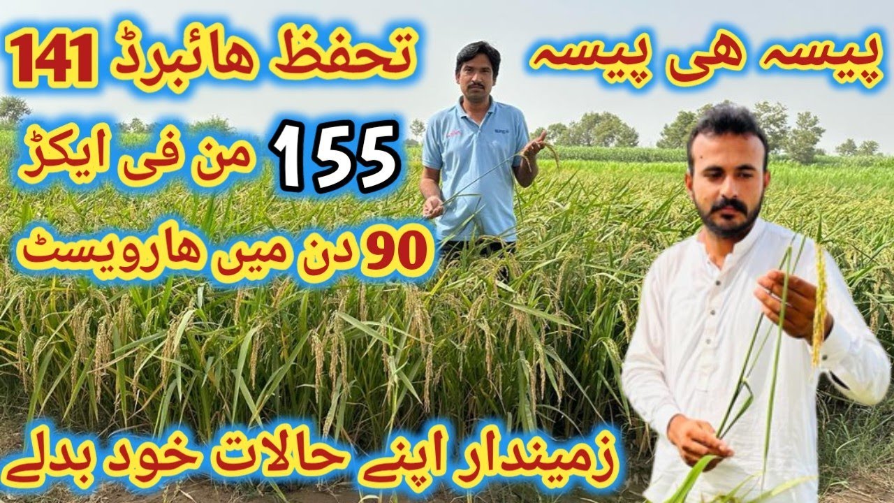 Hybrid Rice 🌾🌾  تحفظ 141 #Zamindara