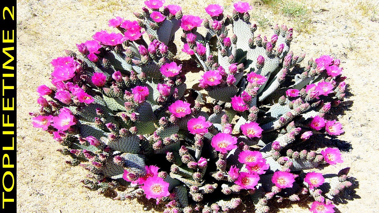 10 Increíbles Plantas Del Desierto