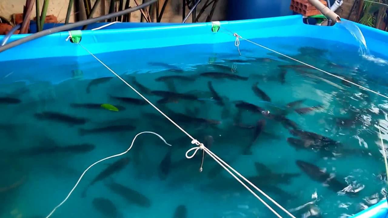 Tilápia em casa criada na piscina com recirculação de água.