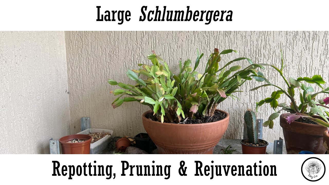 Large Schlumbergera Repotting, Pruning & Rejuvenation