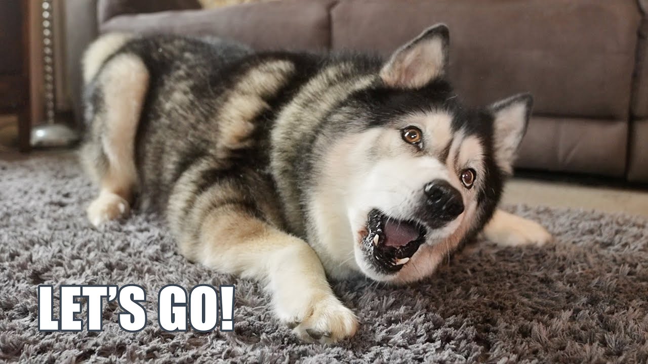 Husky Chaos Begins! He’s Out Of Control!