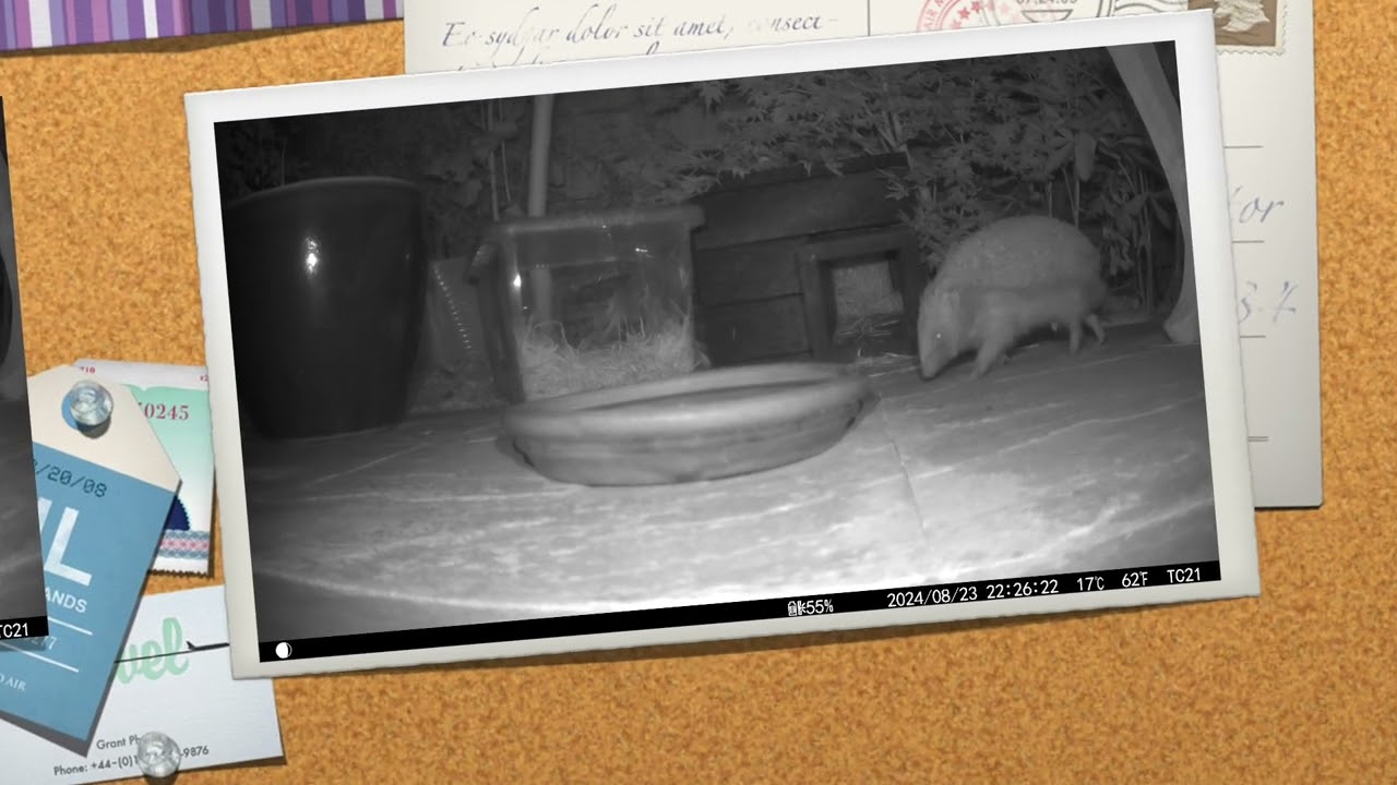 Hampden Hedgehogs 2024 08 23/24th