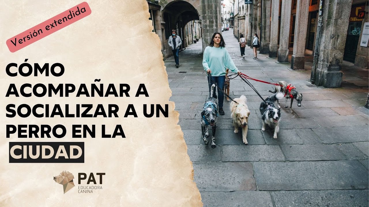 ¿Cómo acompañar la socialización en la ciudad? | 🧭 Aventura canina clase 6.2
