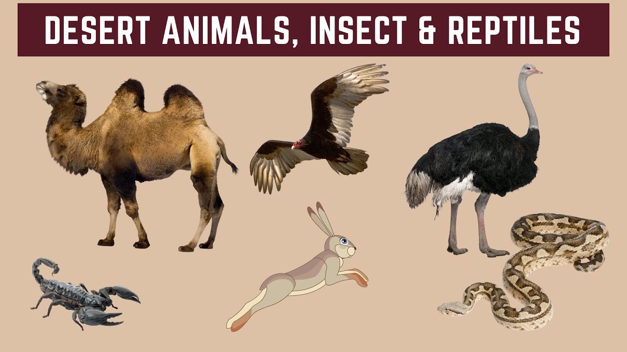 Desert Animals Insects And Reptiles For Kids - Names Of Desert Animals Insects And Reptiles English