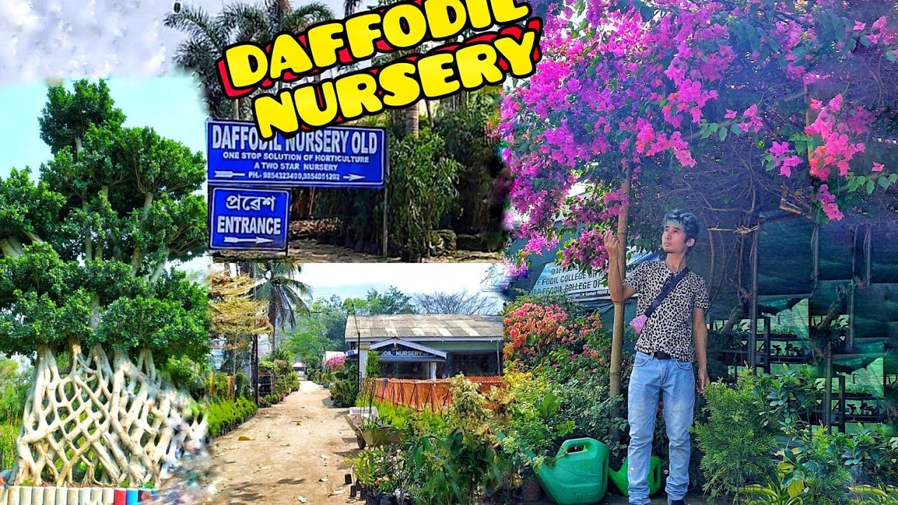 Nursery Guwahati : Daffodil Nursery #plants #flowers #
