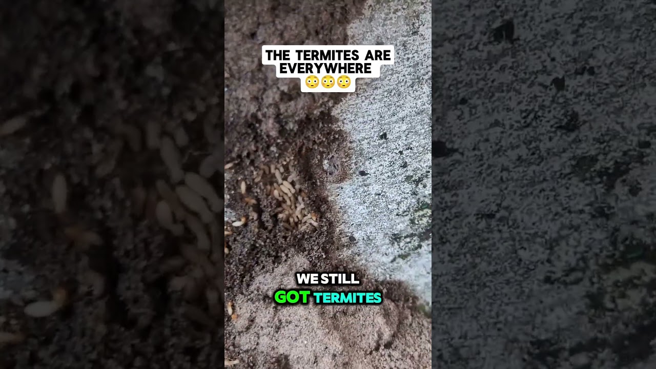 How To Protect Your Home From Termites | Proper Clearance #termites #termite #homeinspection