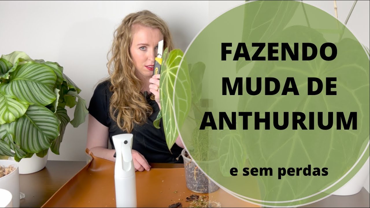 Como fazer muda de Anthurium - método garantido para não perder nenhuma propagação