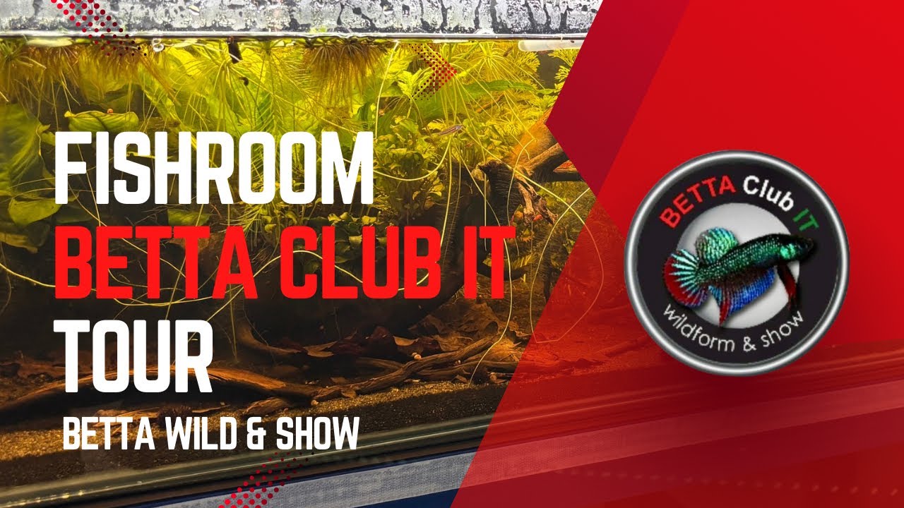 Dentro la fishroom di Francesco (A.I.B.): Betta Show, Betta Wild e un pomeriggio indimenticabile! 🐟