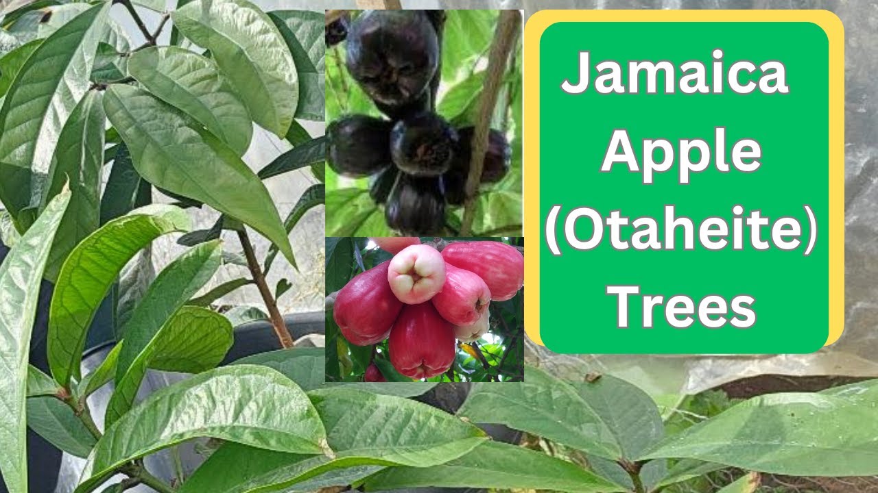 Jamaica Apple (Otaheite) Trees