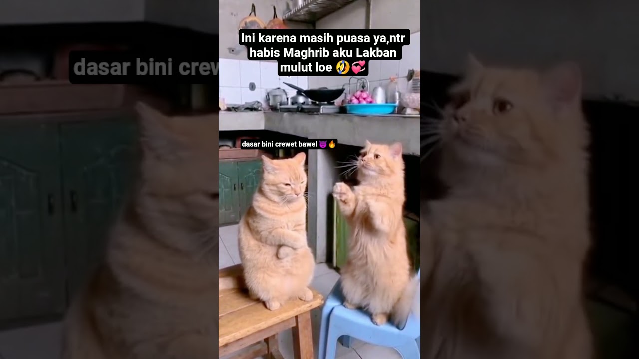 Gambaran klo punya Bini Bawell plus cerewet🤣,tp suaminya sabar dan pendiem🤣💞 #oyen #videokucinglucu
