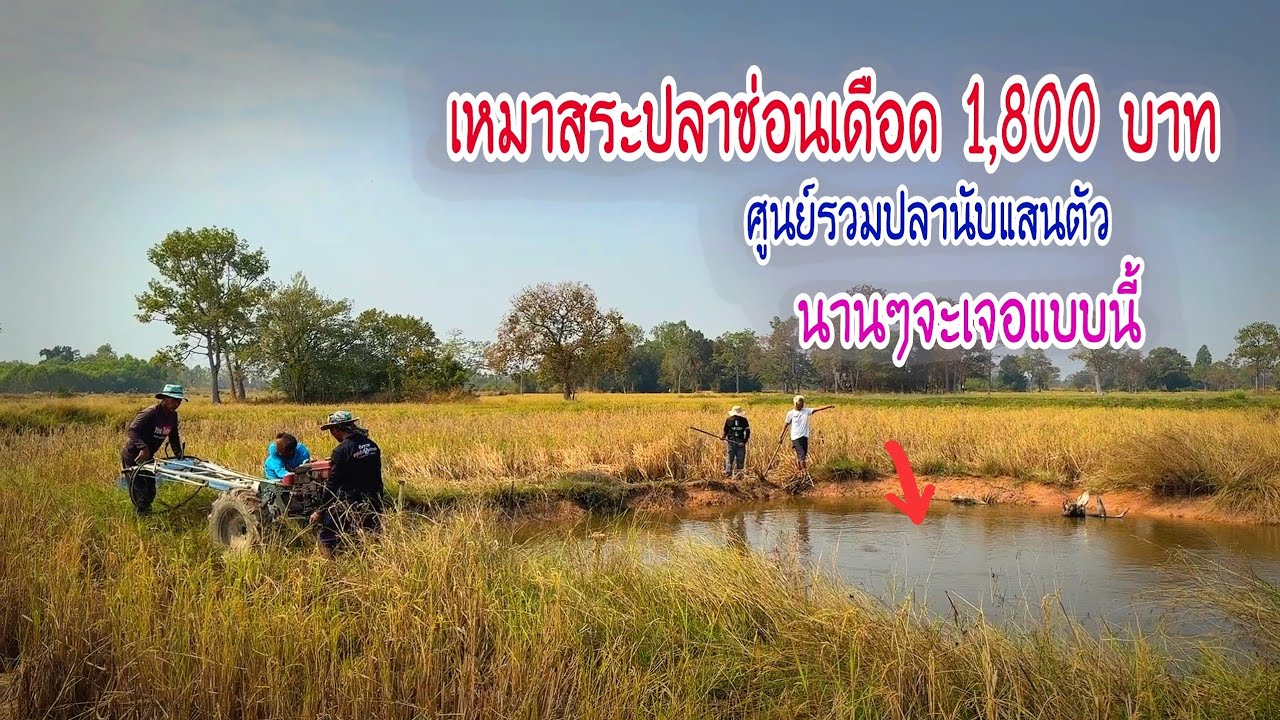 นานๆจะเจอแบบนี้ เหมาสระปลาช่อนเดือดราคา 1,800฿ ศูนย์รวมปลานับแสนตัว