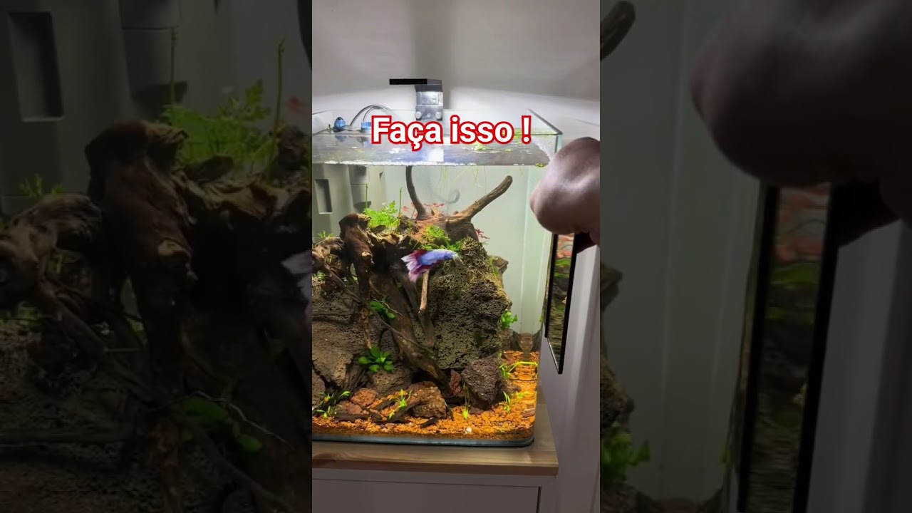 Uma maneira de fazer seu peixe Betta se exercitar