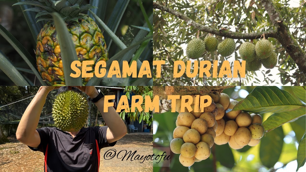 Segamat Durian Farm Visit | Malaysia Road Trip | Hidden Private Hobby Farm Visit