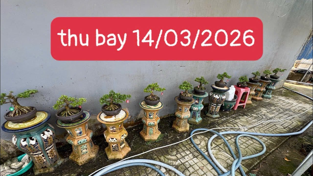 Linh sam sieu hoa bonsai mini 0987557550