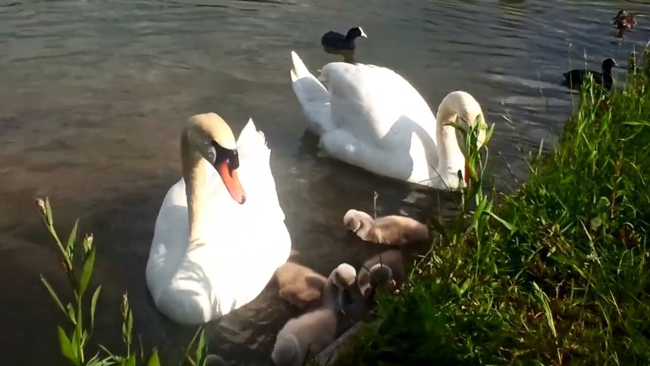 A Swan Family at Sunset | Mom Hunts Dinner for the Cygnets | Delight and Serenity! #swan