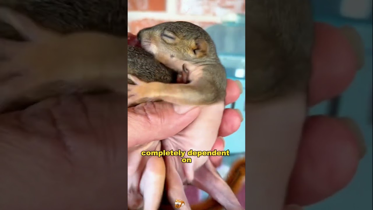 From Tiny &lsquo;Mice&rsquo; to the Cutest Chubby Squirrel Ever#animals #friendship Friendship #Us
