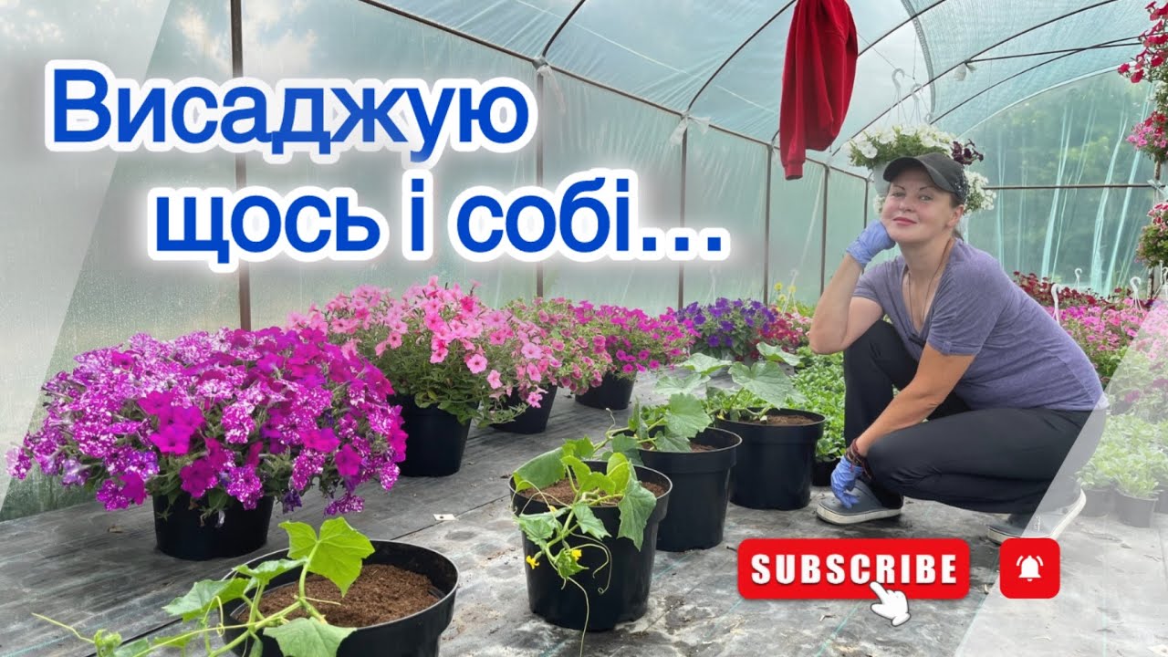 Висаджую квіти і огірки в горщики...