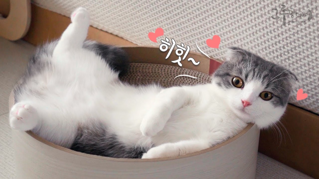 웃긴 자세로 자는 귀여운 고양이ㅋ